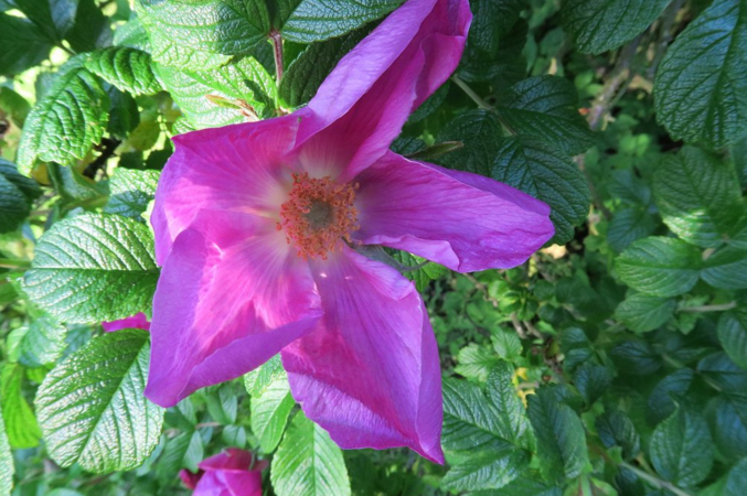 R.rugosa, Ostergaard 3.PNG