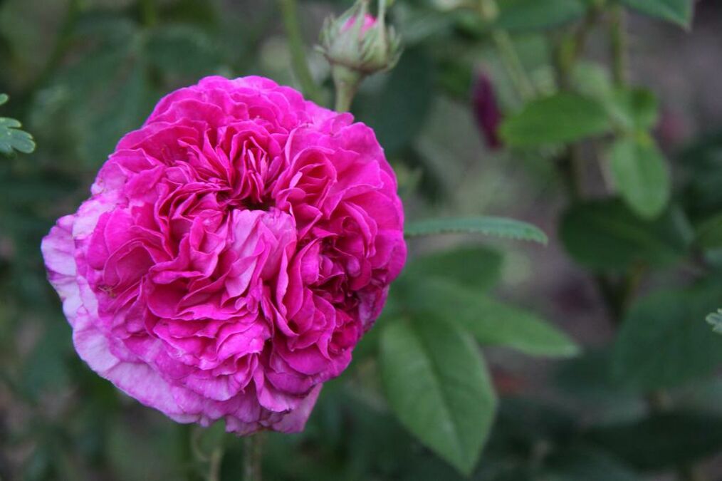 Ambroise Paré RoseBiblio