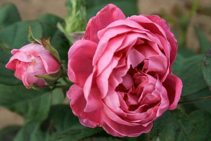 Rose de Alhambra, W. Ruf, 4-w.jpg