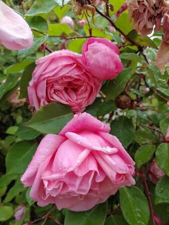 Found Rose Pamiers 1-w.jpg