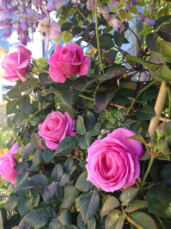 Our last summer i Rosas have-w.jpg