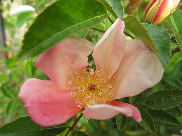 Rosa chinensis var. spontanea, L'Haÿ, Foto Stéphane Barth 1-3-w.jpg