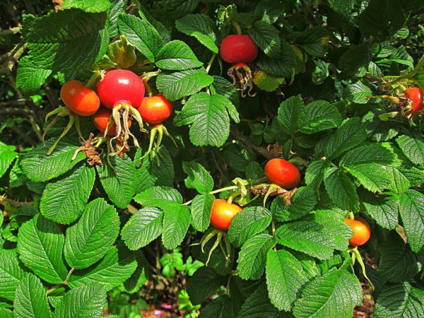 R.rugosa, Ostergaard 6.PNG
