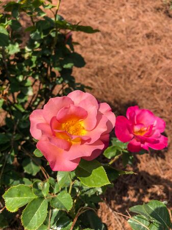Coffee Country, Ruth;s Rose Garden, Florida Southern College, Malcolm Manners 7-1-w.jpg