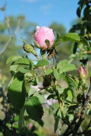 Blush Damask - unknown rose, Pat Toolan 6.jpg