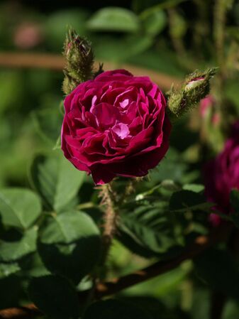Rosa Centifolia-Henry Martin-2020-06-15- 6158966.jpg