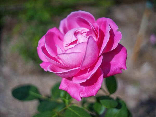 Chulalongkorn, Chulalongkorn University,-2-w.jpg