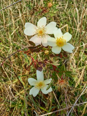 Rosa spinosissima,Krems-Egelsee-2-w.jpg