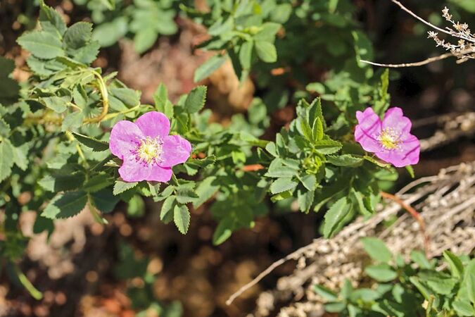 Rosa woodsii subsp. gratiaaima 2-2-w.jpg