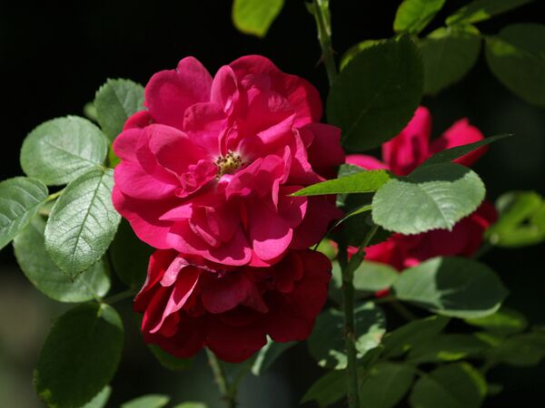 Rosa rugosa Hansaland-2021-06-26-6260046.jpg