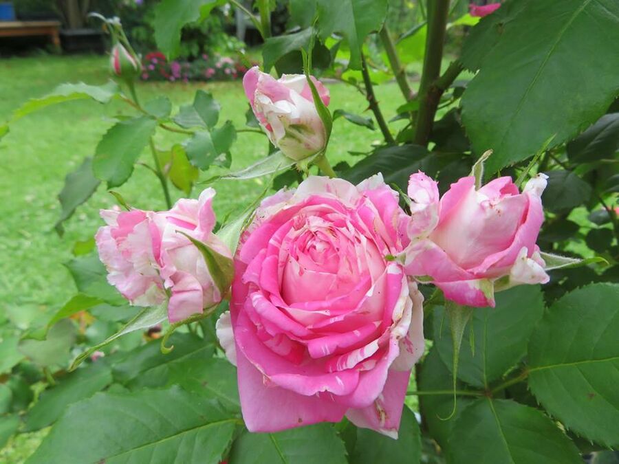 Candi Girl – Rose-Biblio