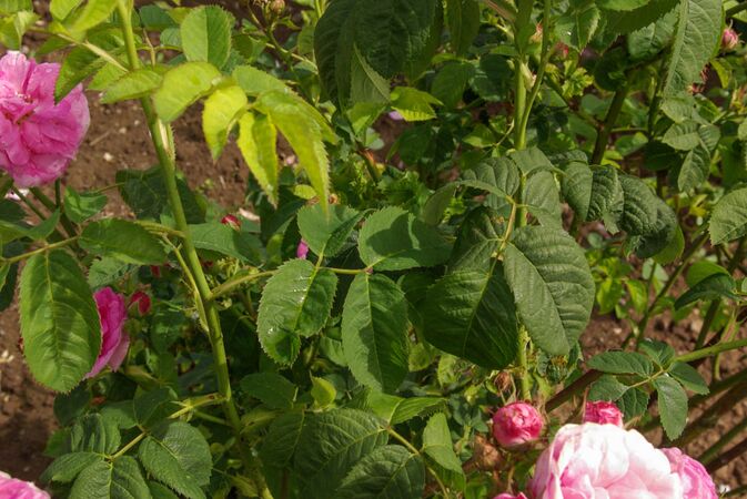 Rosa x centifolia L. RoseBiblio