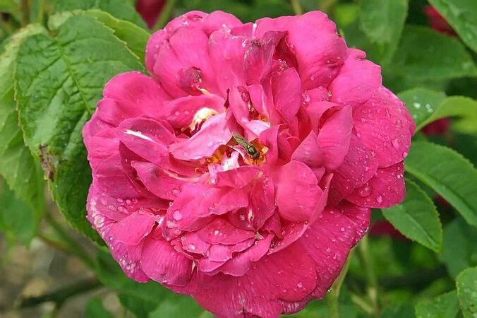 Rosa gallica tricolore m filtered-3-g.jpg