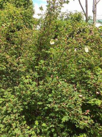 Friesischen Immenrose-2-w.jpg