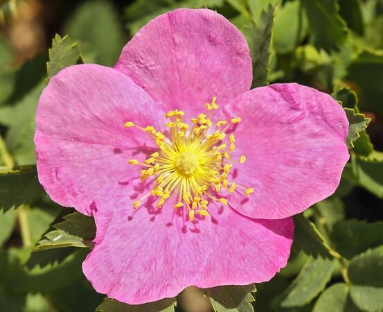 Rosa woodsii subsp. gratiaaima 1-2-w.jpg