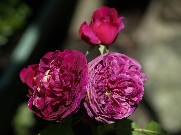 Rosa Mungsted,Wood-2019-06-21- 6218079.jpg