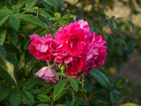 Esmeralda, Victoria State Rose Garden 7-2-w.jpg