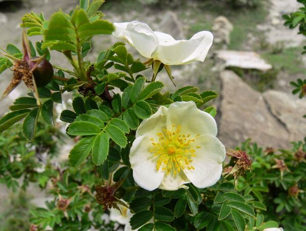 Rosa sericea, Nepal, GBIF 9-2-w.jpg