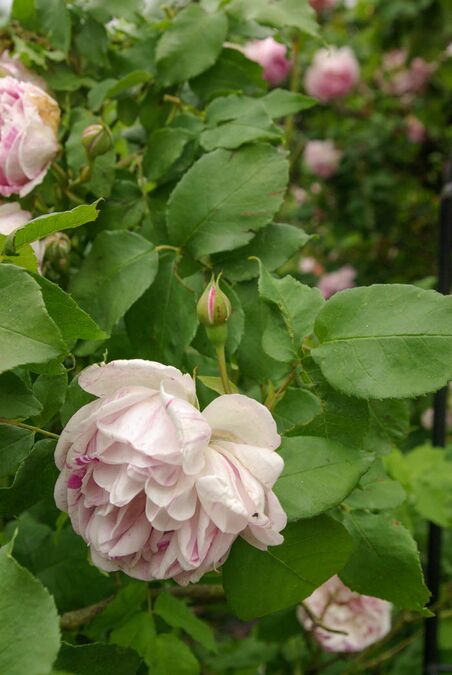 gros-provins-panach-rose-biblio