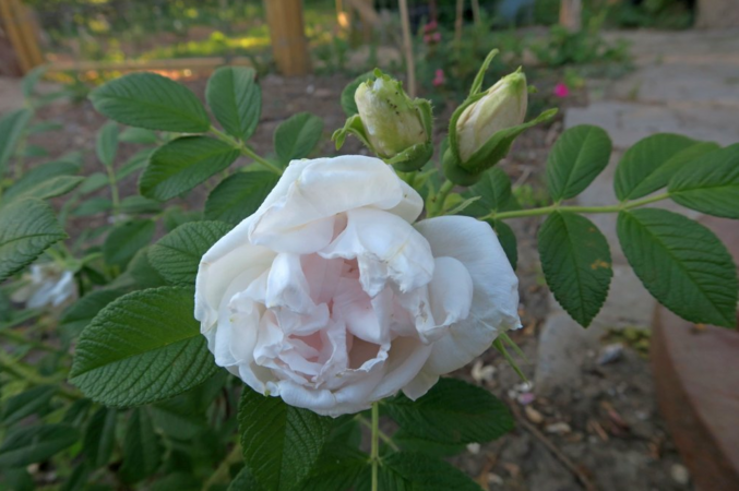 Rosa-Matilda, Ostergaard 1.PNG