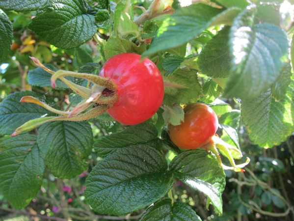 R.rugosa, Ostergaard 5.PNG