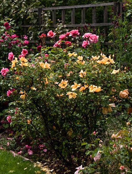 mrs-oakley-fisher-rose-biblio