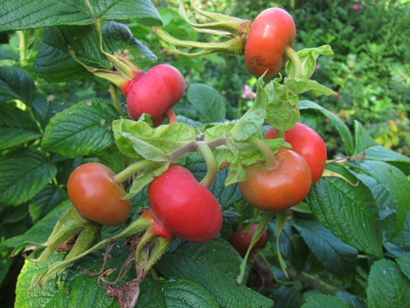 R. rugosa 'Typica', Ostergaard 5.PNG