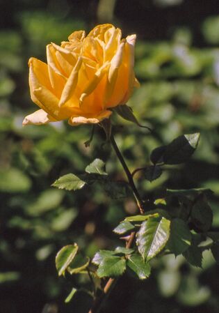 Madame Pierre S. du Pont, Vintage Roses-2-w.jpg