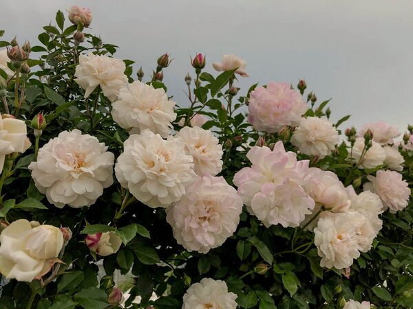 Rosa × odorata 2-1-w.jpg