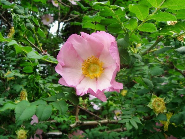 Rosa roxburghii hirtula, treeflower.la.coocan 2-w.jpg
