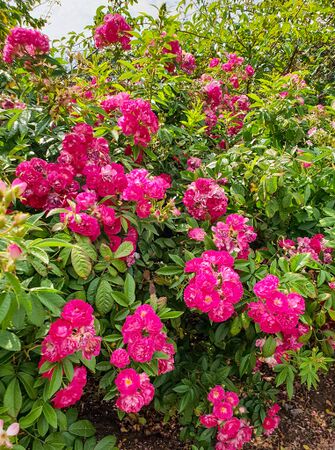 Esmeralda, Victoria State Rose Garden 2-2-w.jpg