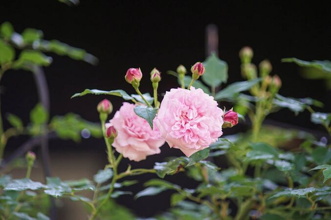 Qingyuan Township Tea Rose 5-1-w.jpg