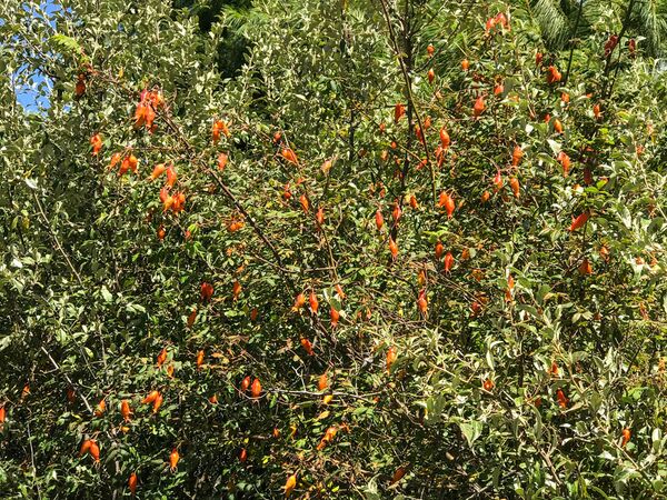 R. macrophylla, Bhutan Biodiversity Portal 1-2-w.jpg