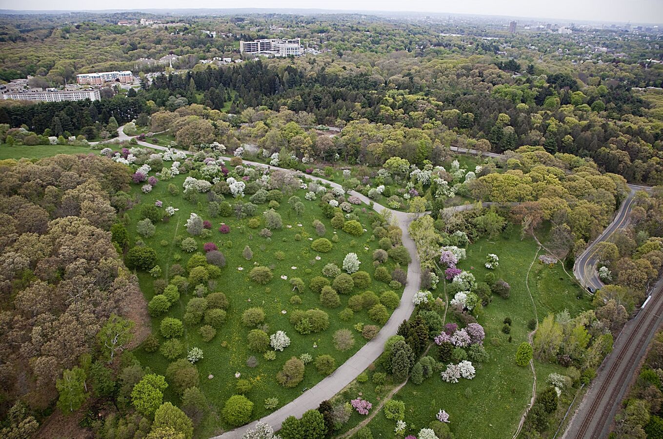 Arnold Arboretum RoseBiblio