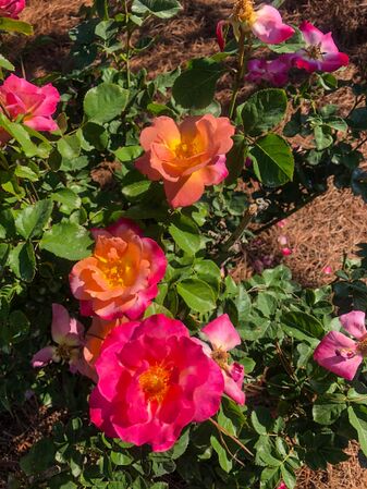 Coffee Country, Ruth;s Rose Garden, Florida Southern College, Malcolm Manners 9-1-w.jpg