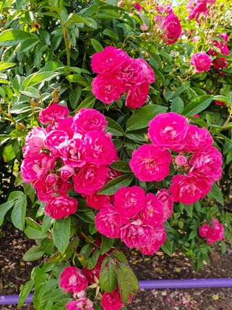 Esmeralda, Victoria State Rose Garden 5-2-w.jpg