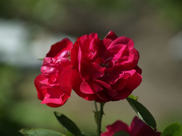 Rosa rugosa Hansaland-2021-06-26-6260047.jpg