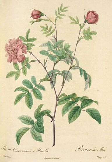 Cinnamomea maialis i.jpg