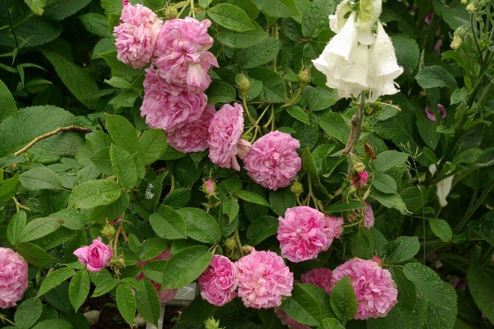 La Ville de Bruxelles – Rose-Biblio