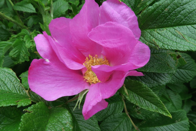 R. rugosa 'Typica', Ostergaard 2.PNG