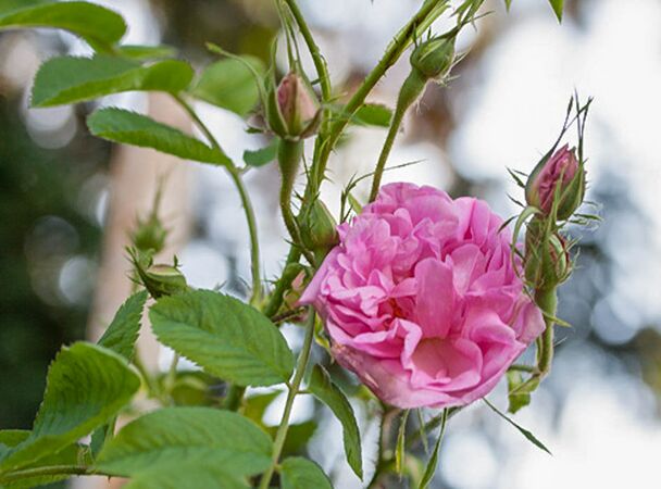 Rose à Parfum de Grasse, Pirjo Rautio 1-w.jpg