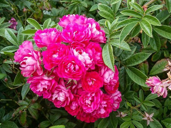 Esmeralda, Victoria State Rose Garden 1-2-w.jpg
