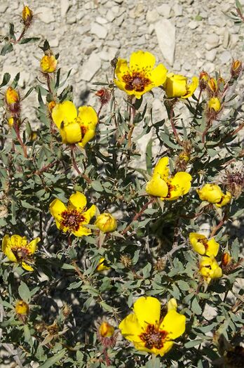 R. berberifolia, v.d.Brink, North Khorasan, Koppe Dag mountains,N. of Bojnurd 2.jpg