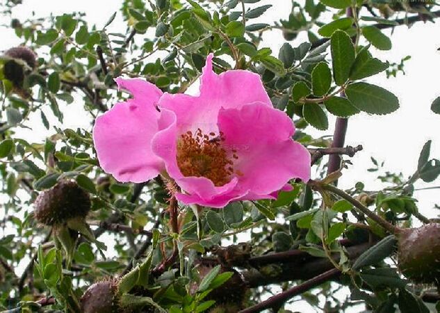 Rosa praelucens, Fang Zhendong, Shangri-La Alpine Botanical Garden 1-6-w.jpg