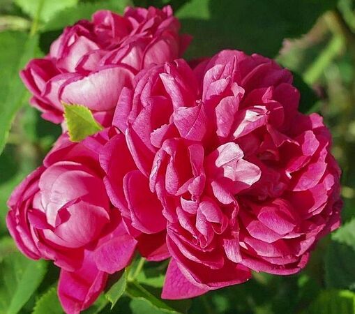 Rosa paeonia filtered-3-g.jpg