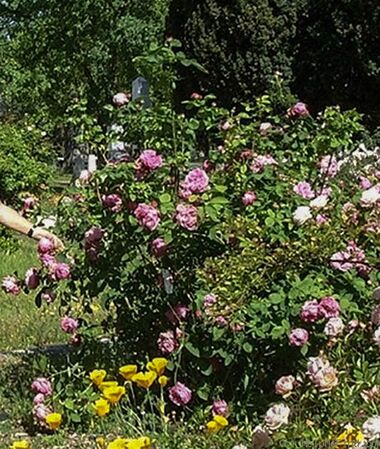 Barbara's Pasture Rose, Jeri Jennings 2-w.jpg