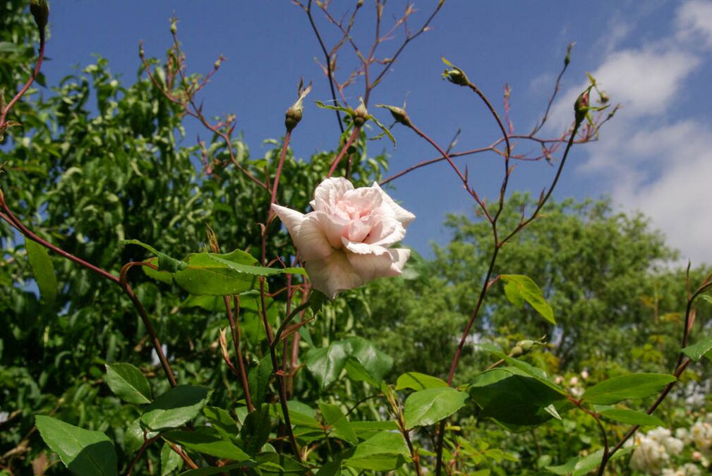 Anitas Verwunschener Rosengarten Rose Biblio