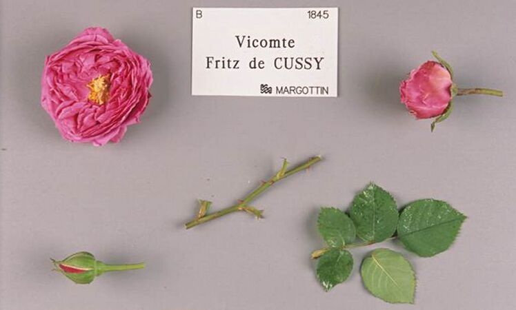 Vicomte Fritz de Cussy, Stéphane Barth, L'Haÿ 5-2-w.jpg