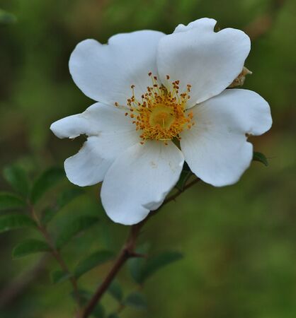 Rosa clinophylla, Wikipedia 1.jpg