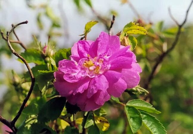 Rosa borboniana filtered-3-g.jpg
